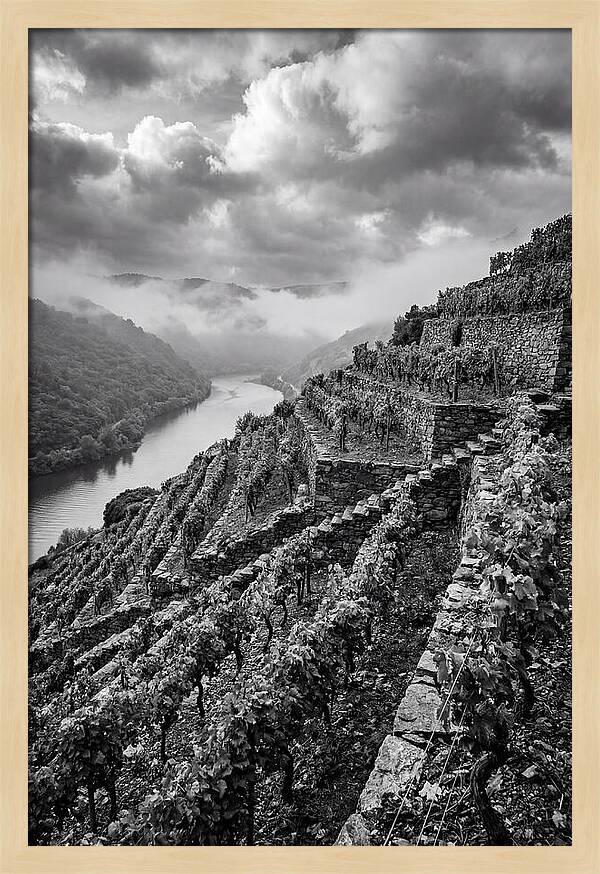 Terraced Vineyards In Mosel Valley