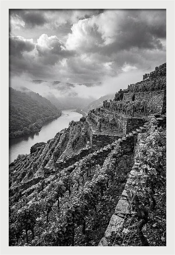 Terraced Vineyards In Mosel Valley