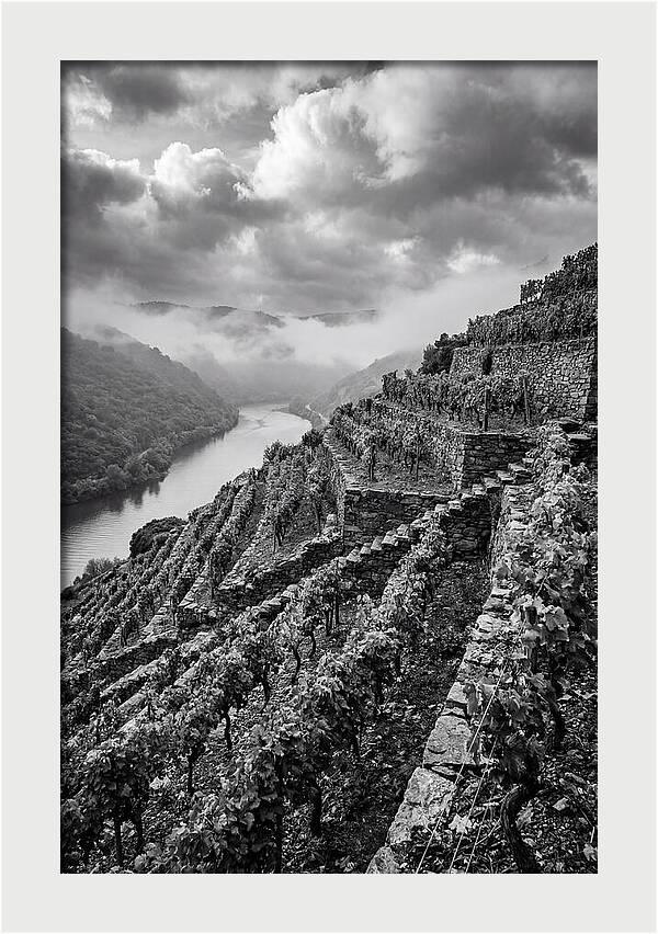 Terraced Vineyards In Mosel Valley