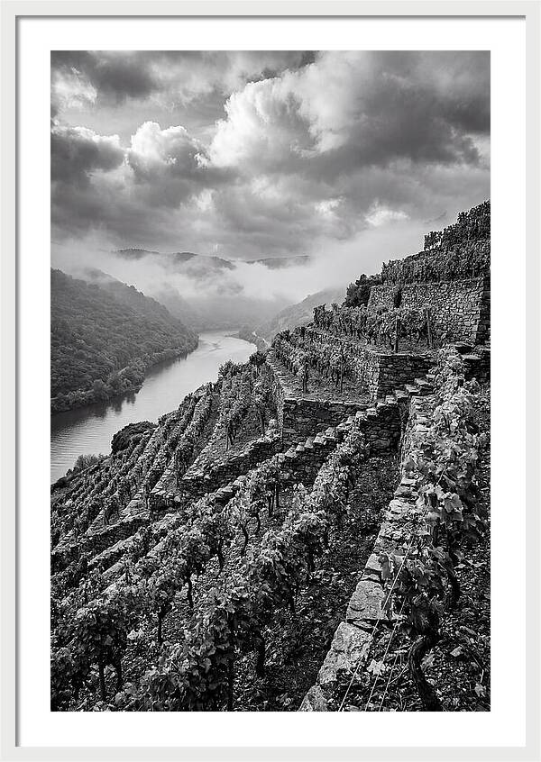 Terraced Vineyards In Mosel Valley