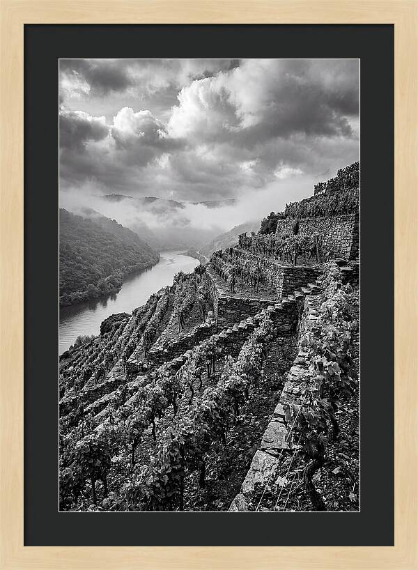 Terraced Vineyards In Mosel Valley