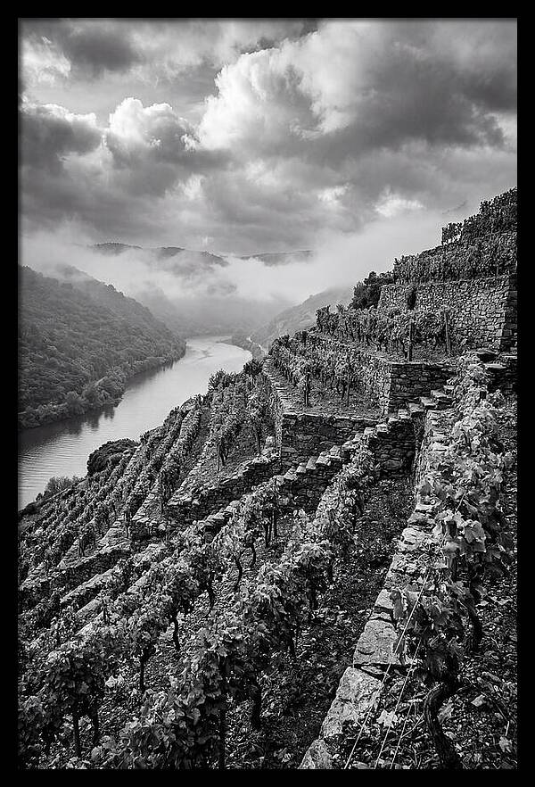 Terraced Vineyards In Mosel Valley