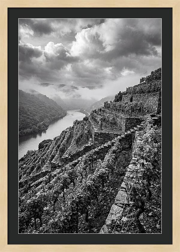 Terraced Vineyards In Mosel Valley