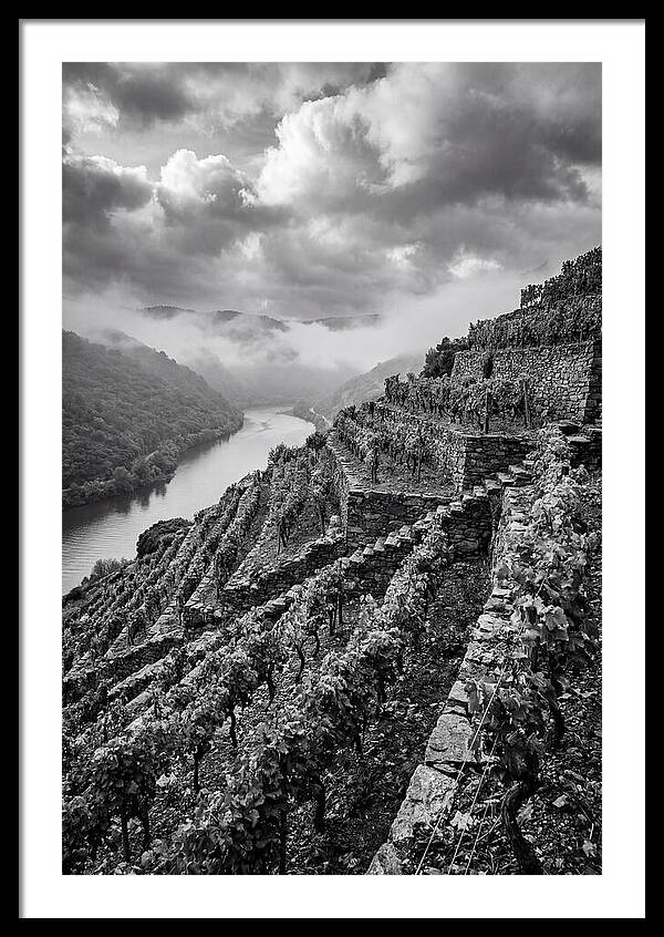 Terraced Vineyards In Mosel Valley