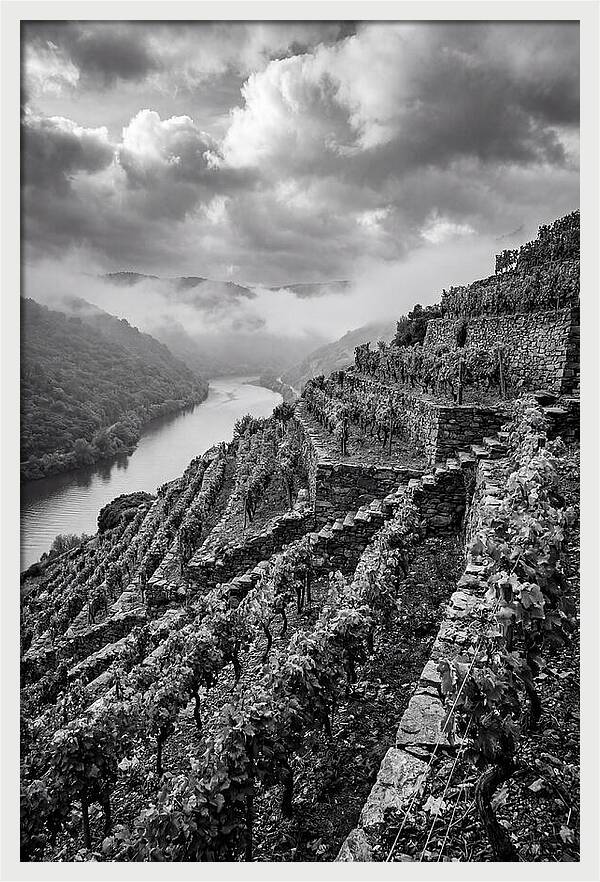 Terraced Vineyards In Mosel Valley