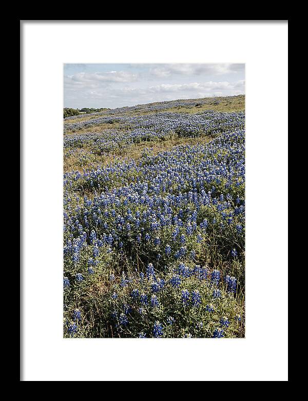 Texas Bluebonnets In Bloom