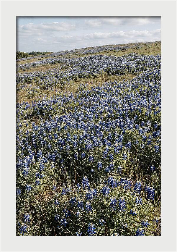 Texas Bluebonnets In Bloom