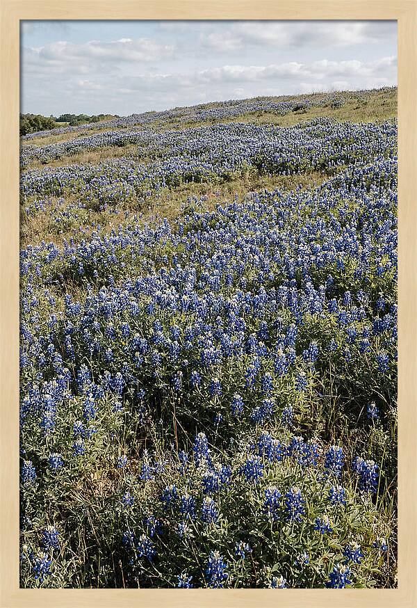 Texas Bluebonnets In Bloom
