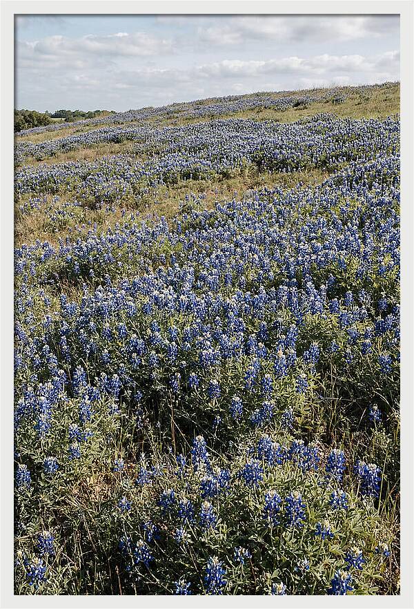 Texas Bluebonnets In Bloom