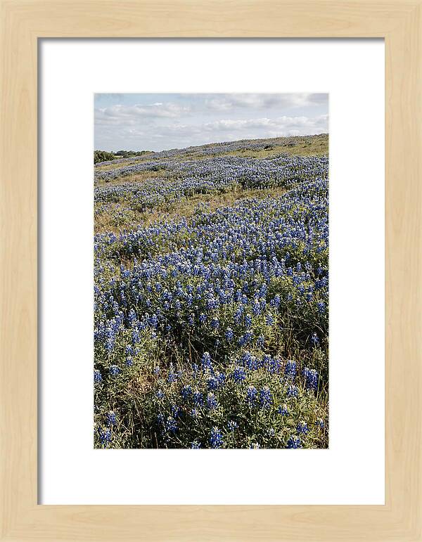 Texas Bluebonnets In Bloom