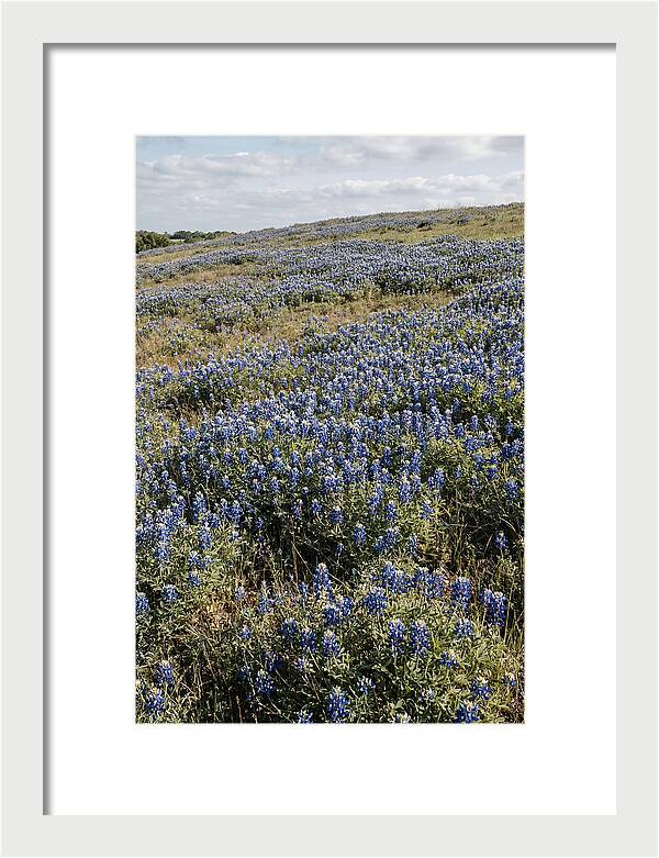 Texas Bluebonnets In Bloom