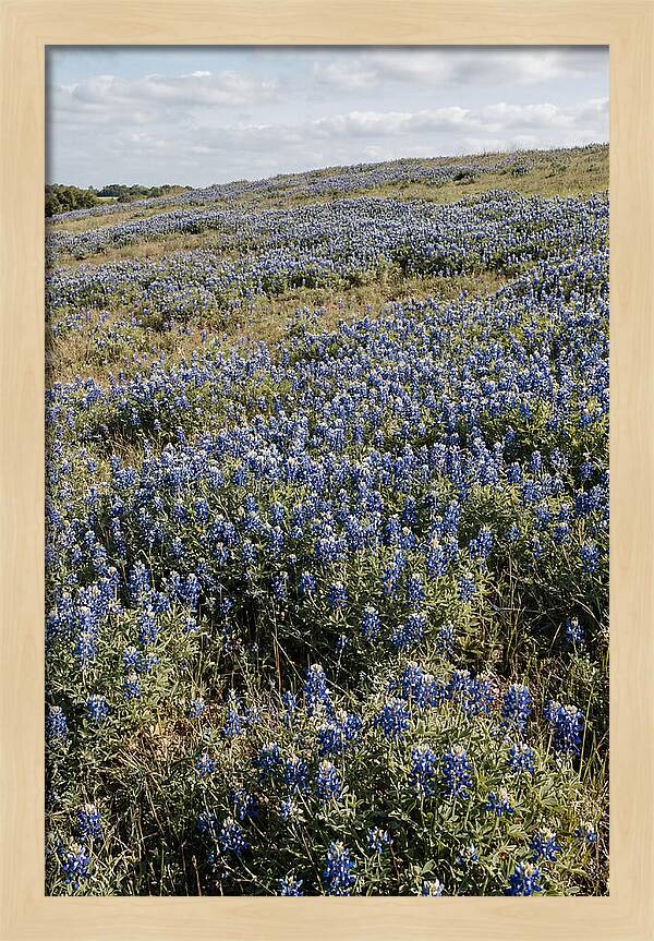 Texas Bluebonnets In Bloom