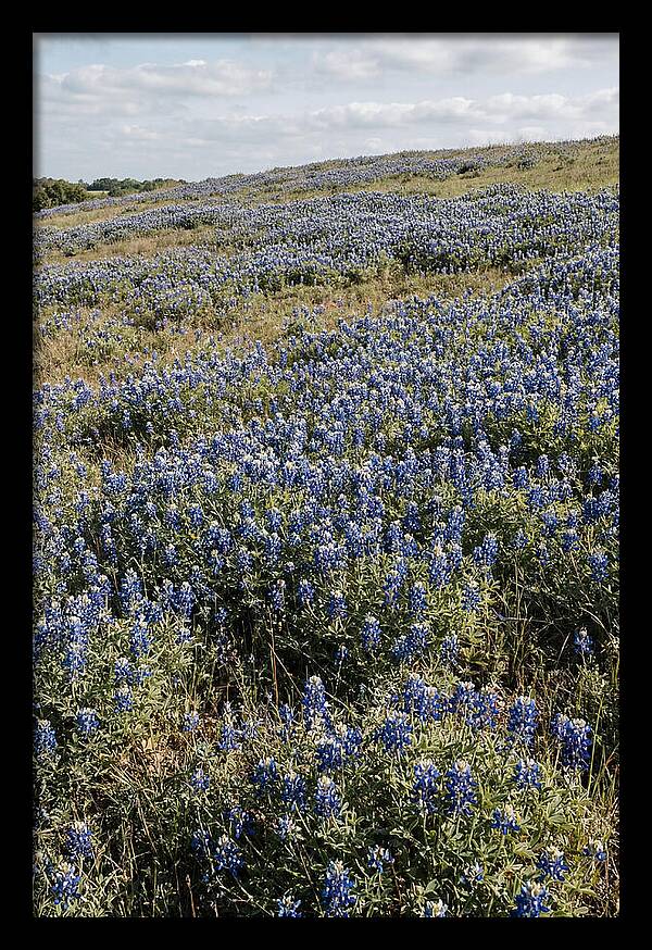 Texas Bluebonnets In Bloom