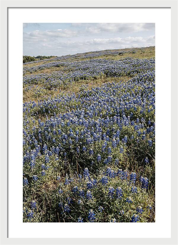 Texas Bluebonnets In Bloom
