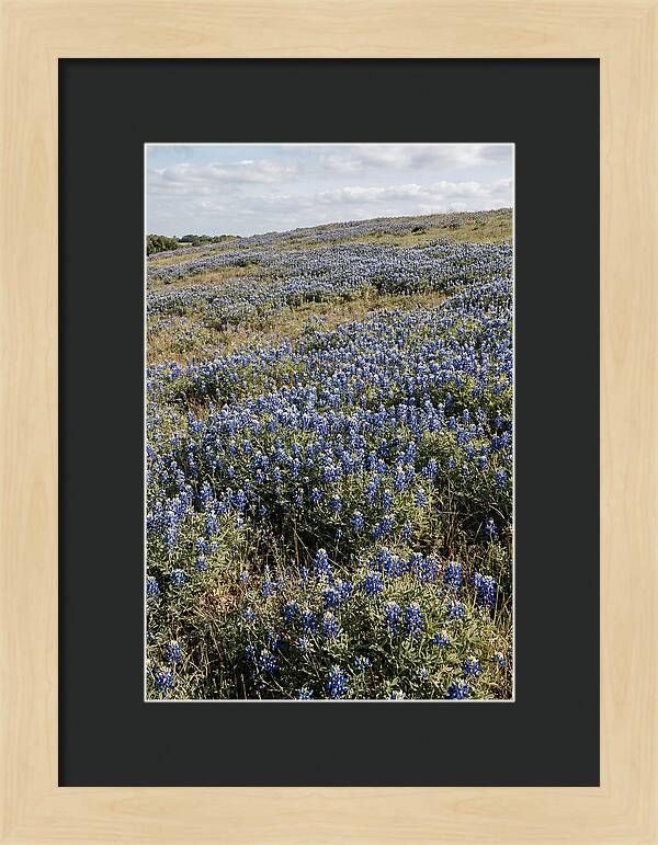 Texas Bluebonnets In Bloom