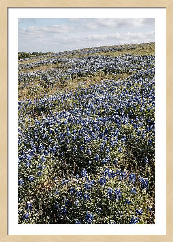 Texas Bluebonnets In Bloom