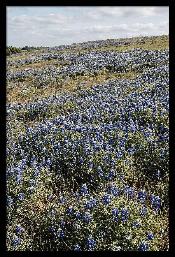 Texas Bluebonnets In Bloom