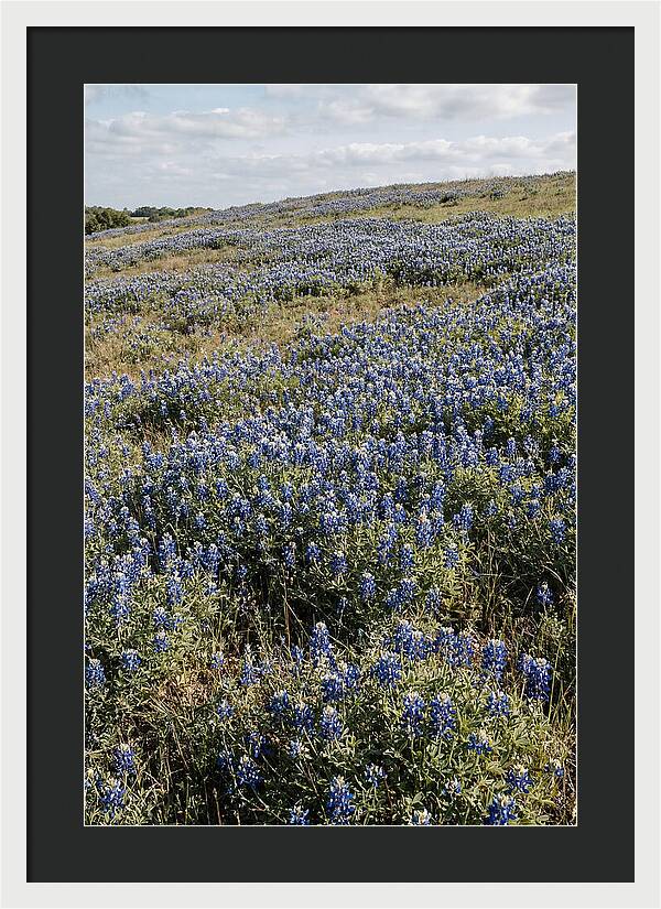 Texas Bluebonnets In Bloom