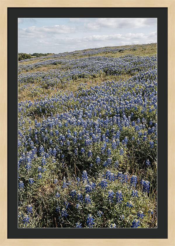 Texas Bluebonnets In Bloom