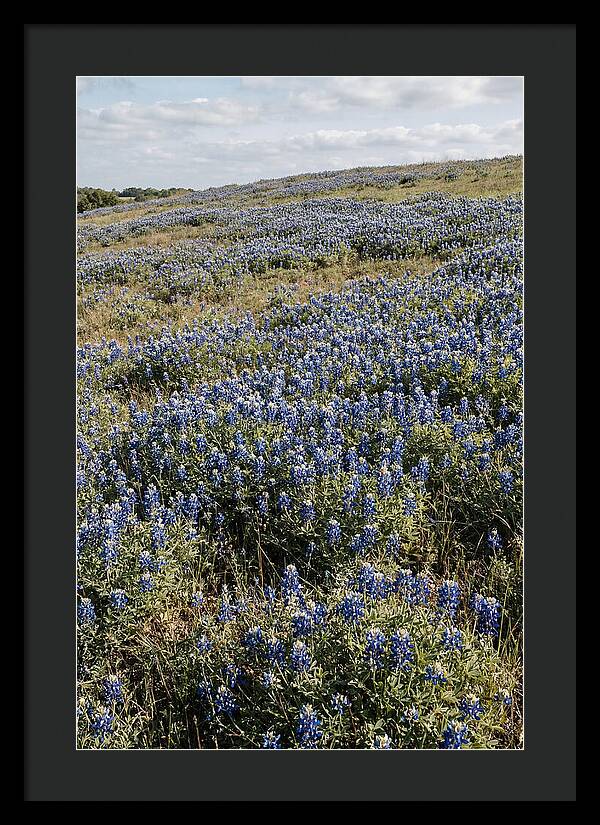 Texas Bluebonnets In Bloom