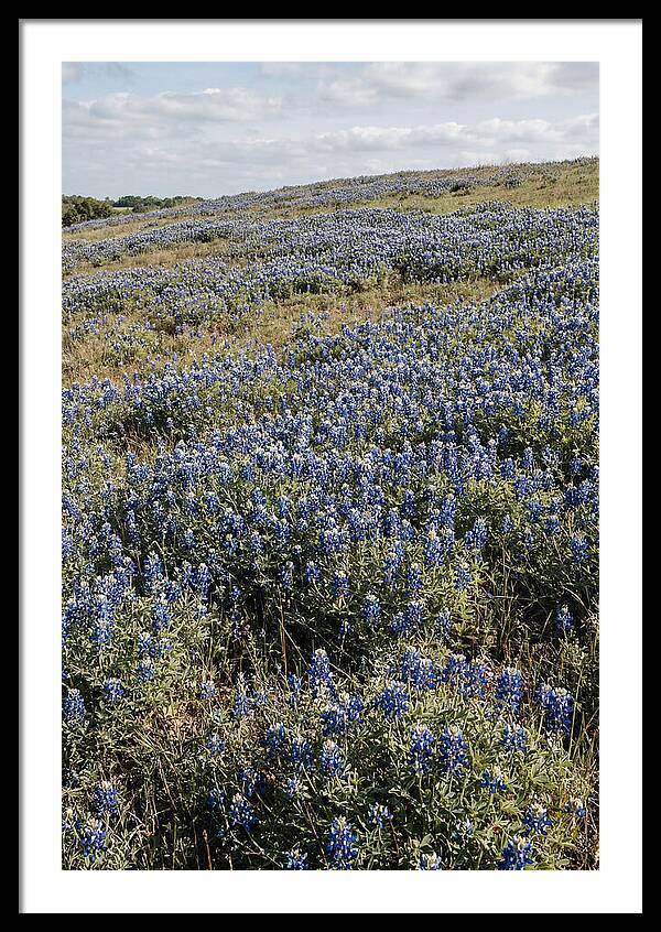 Texas Bluebonnets In Bloom