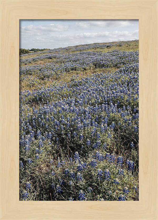 Texas Bluebonnets In Bloom