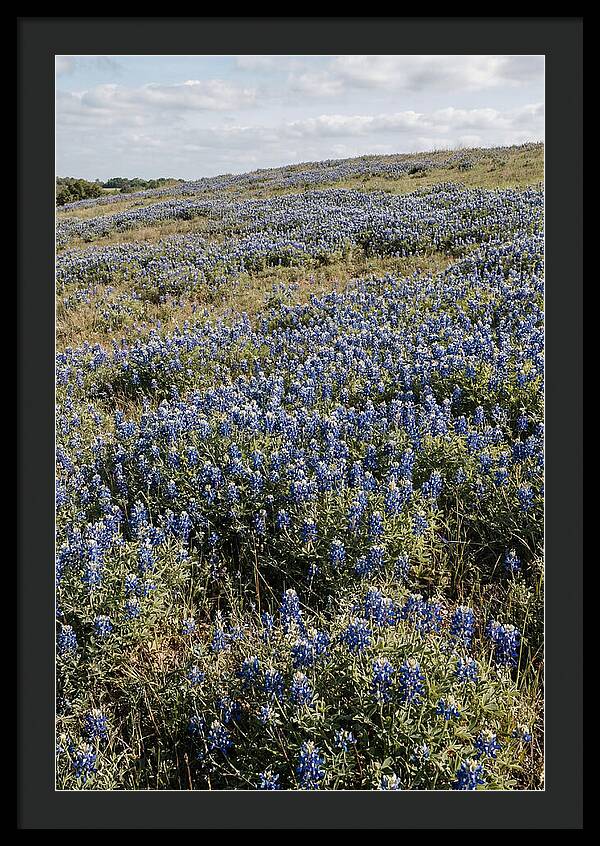 Texas Bluebonnets In Bloom