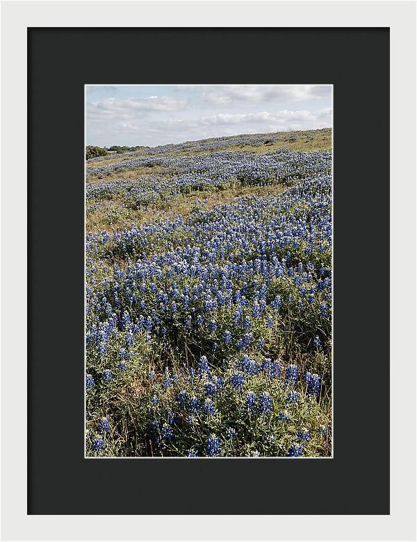Texas Bluebonnets In Bloom