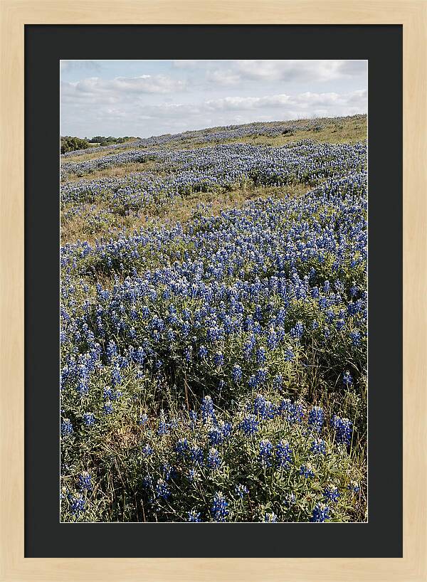 Texas Bluebonnets In Bloom