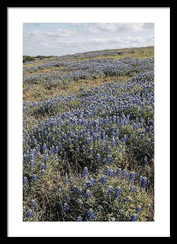 Texas Bluebonnets In Bloom