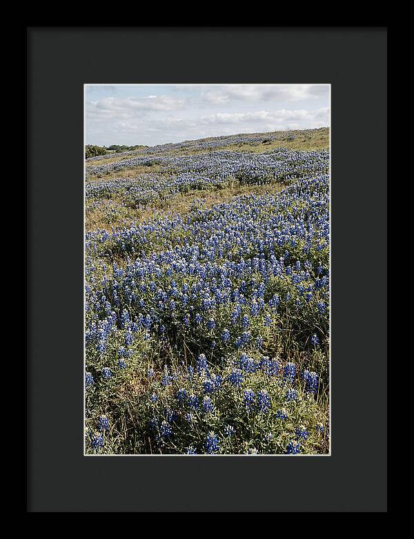 Texas Bluebonnets In Bloom