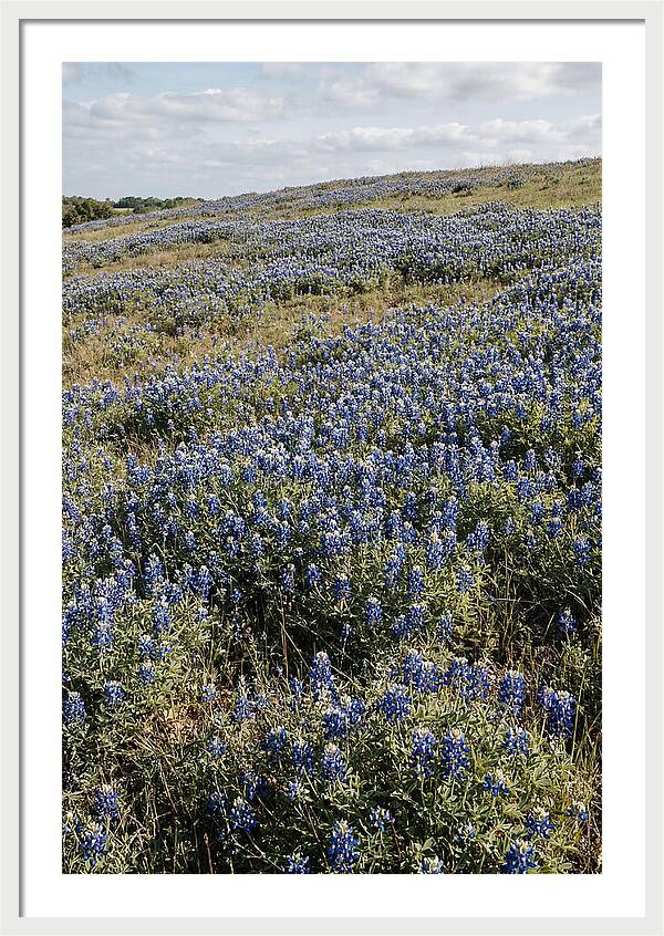 Texas Bluebonnets In Bloom