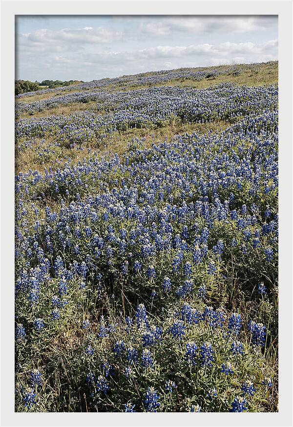 Texas Bluebonnets In Bloom