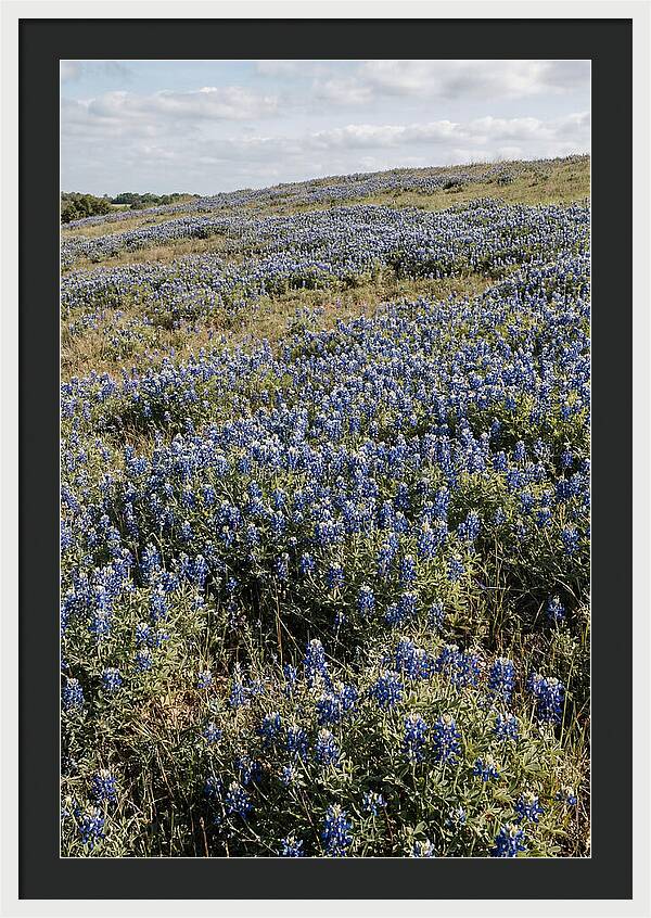 Texas Bluebonnets In Bloom