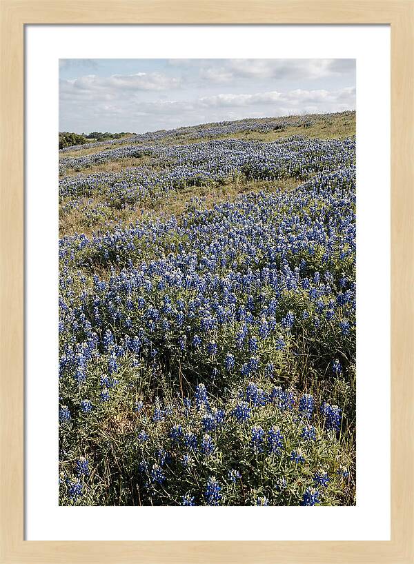 Texas Bluebonnets In Bloom