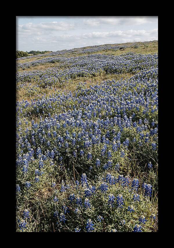 Texas Bluebonnets In Bloom