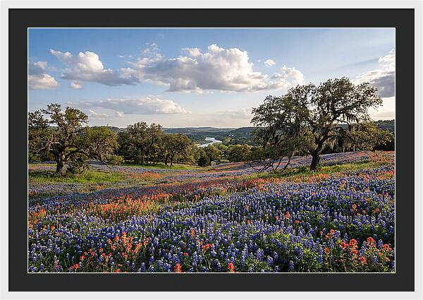 Texas Hill Country Blooms