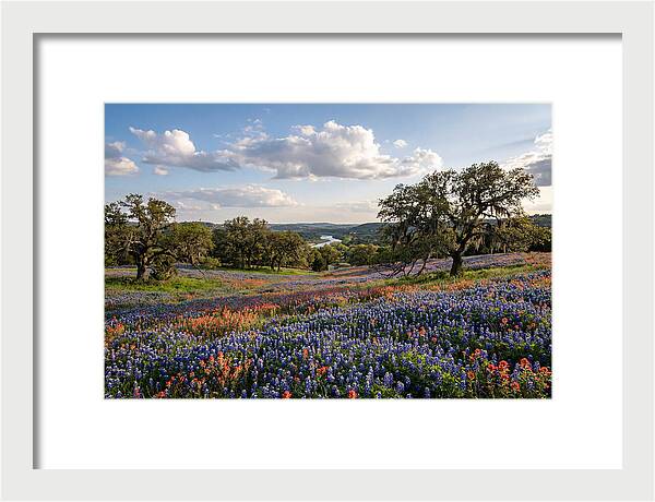 Texas Hill Country Blooms