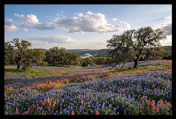 Texas Hill Country Blooms