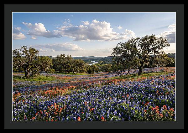 Texas Hill Country Blooms
