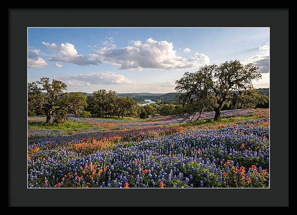Texas Hill Country Blooms