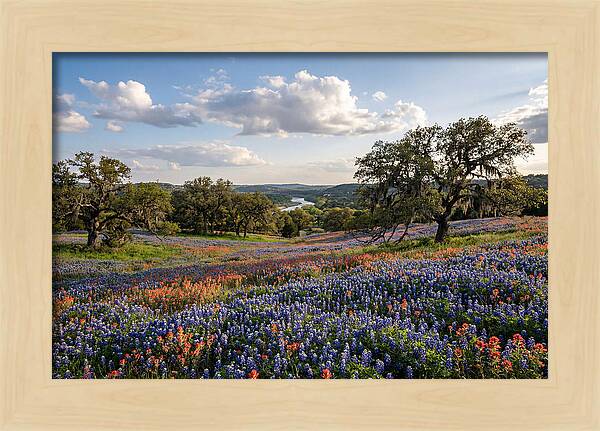 Texas Hill Country Blooms