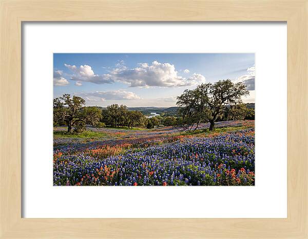 Texas Hill Country Blooms