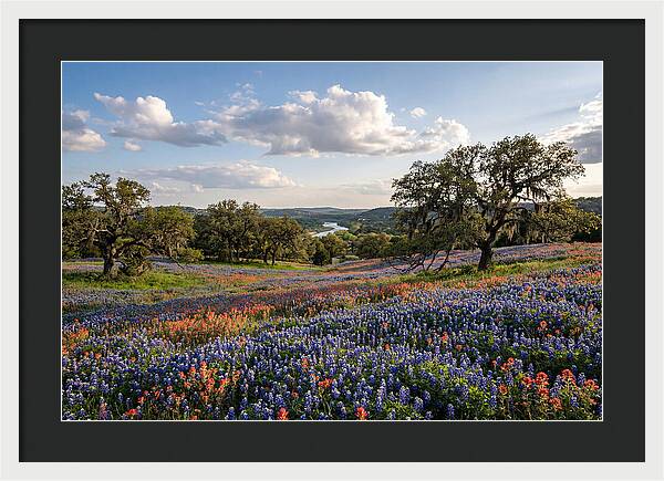 Texas Hill Country Blooms