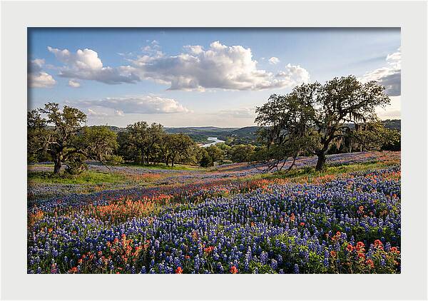 Texas Hill Country Blooms