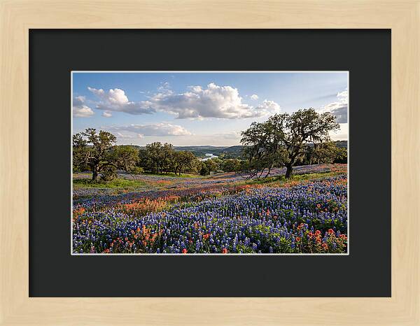 Texas Hill Country Blooms