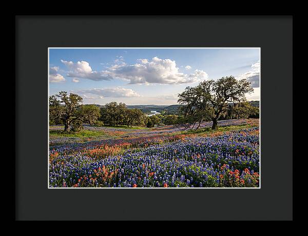 Texas Hill Country Blooms
