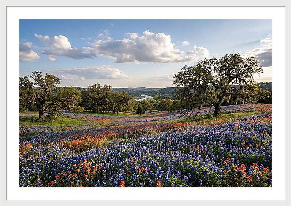 Texas Hill Country Blooms