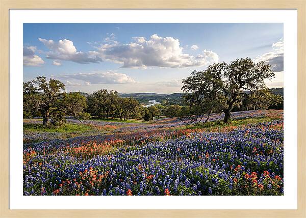 Texas Hill Country Blooms