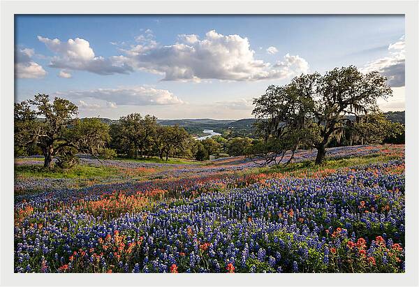 Texas Hill Country Blooms